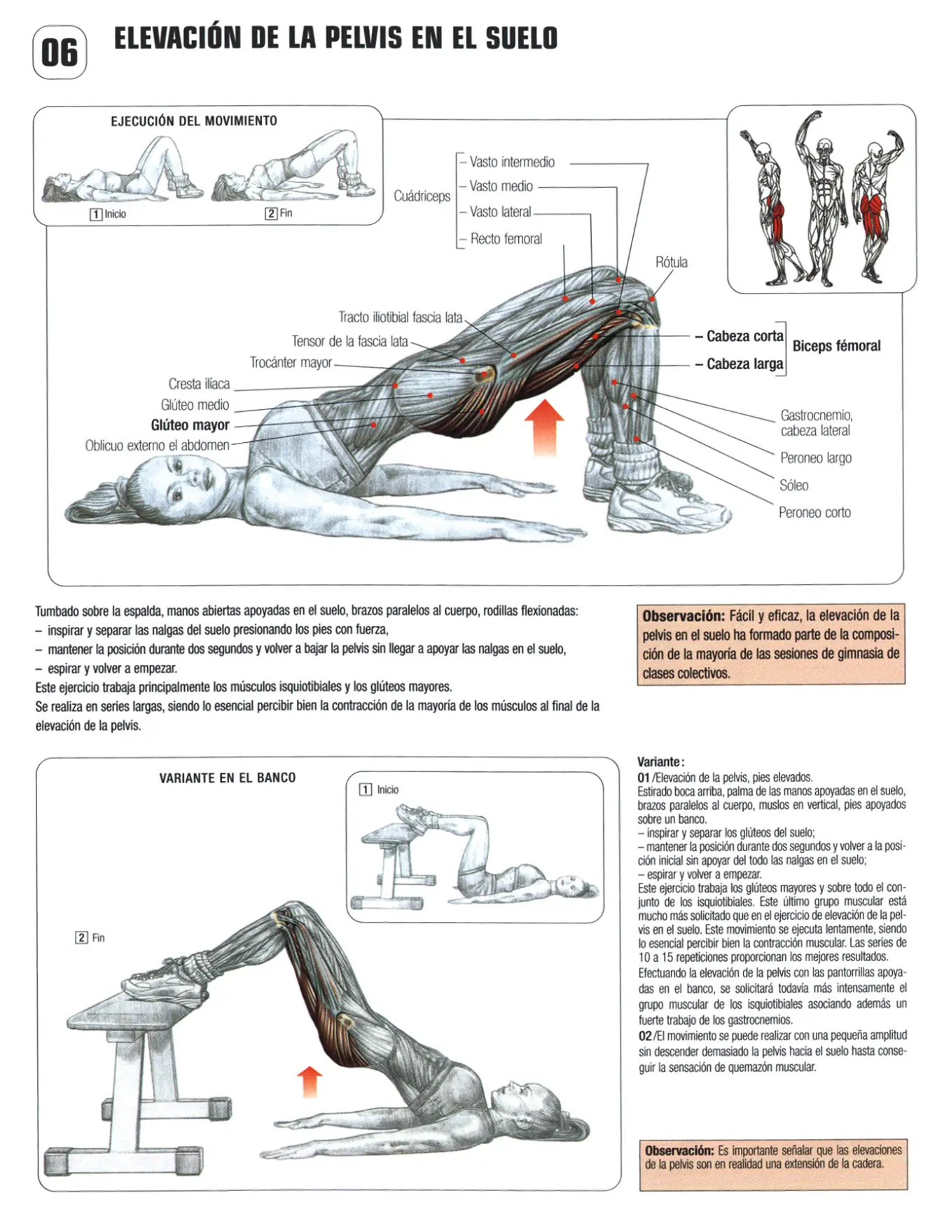 Gluteos y yapa: Guia de los movimientos de musculacion VI
