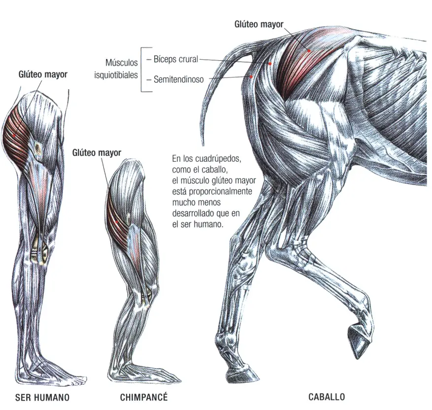 de musculacion