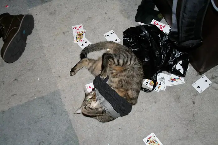 gatos