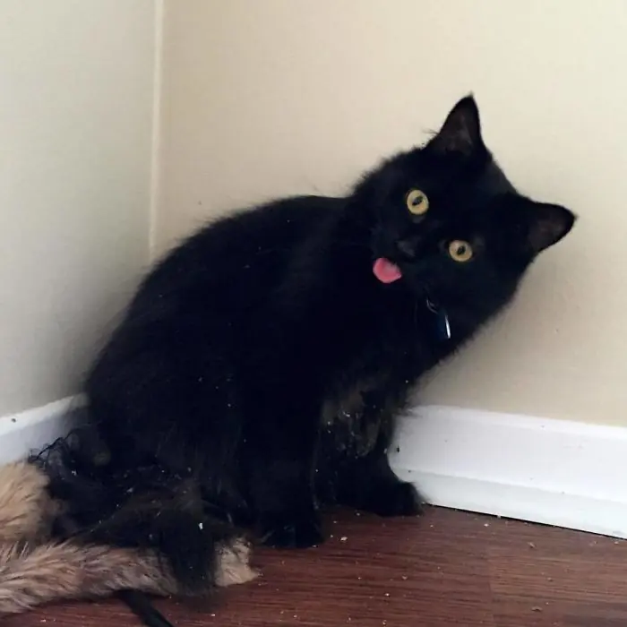 20 veces que los gatos encontraron la hierba gatera (2)