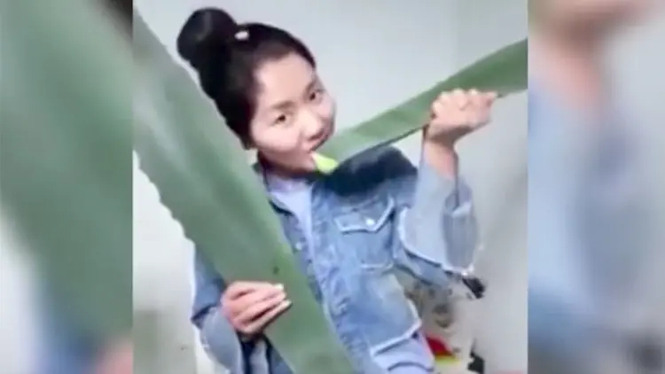 Come planta durante transmisión en vivo y dbre qes venenosa