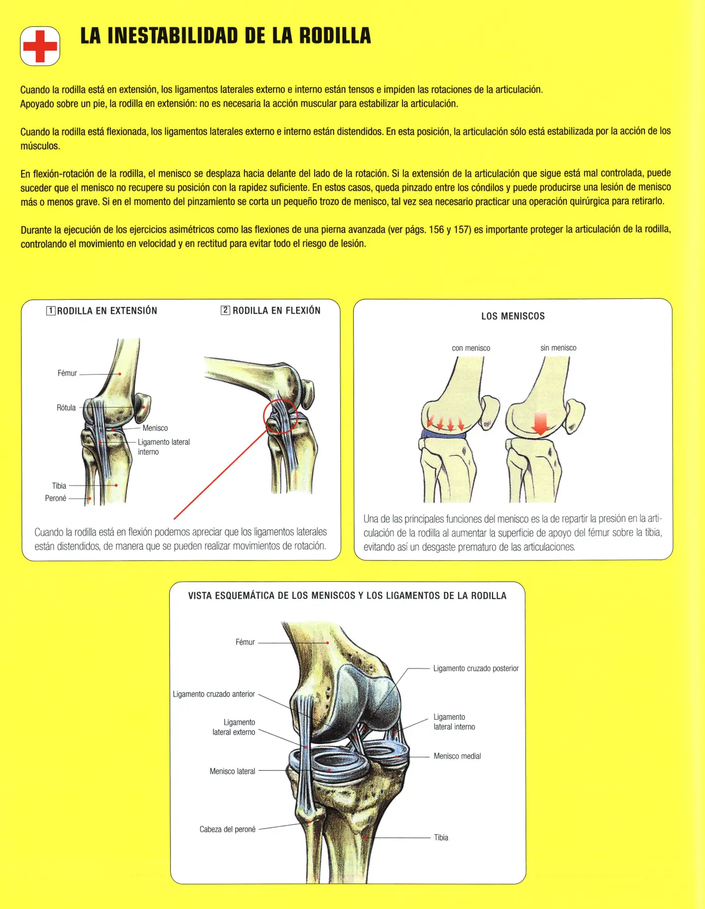Gluteos y yapa: Guia de los movimientos de musculacion VI