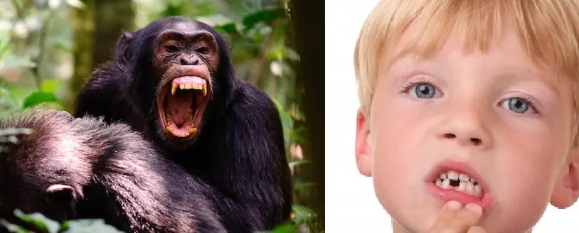 ¿Quien gana peleando?¿Un mono o 4 humanos? ¿Quien gana peleando?¿Un mono o 4 humanos?