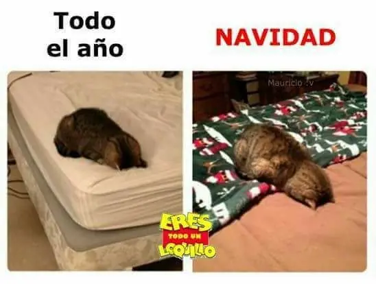 trasnochador