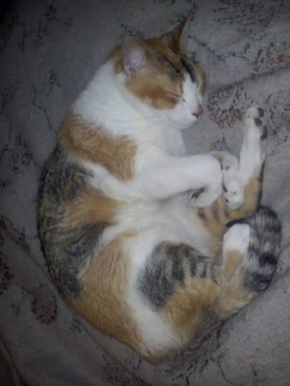 gatita gato gata gatos
