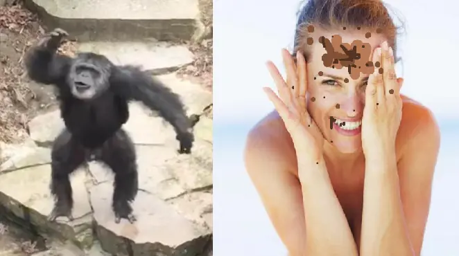 ¿Quien gana peleando?¿Un mono o 4 humanos? ¿Quien gana peleando?¿Un mono o 4 humanos?