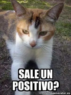 gatita gato gata gatos