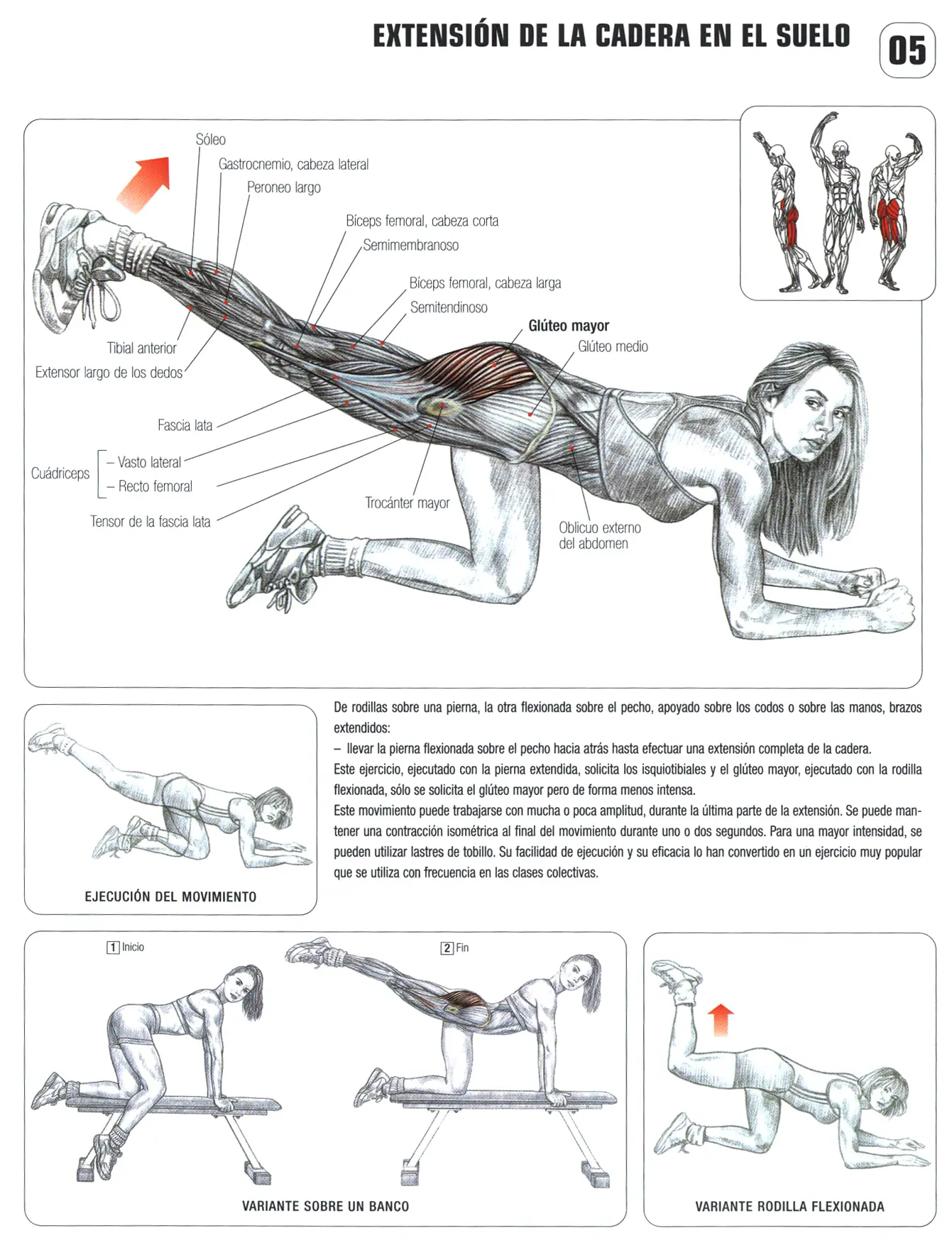 de musculacion