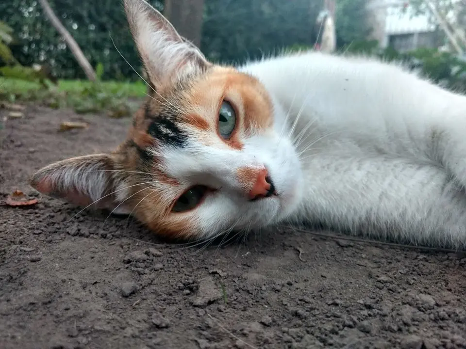Rescate a una gatita y te lo muestro