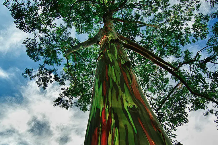 Lugares raros del planeta