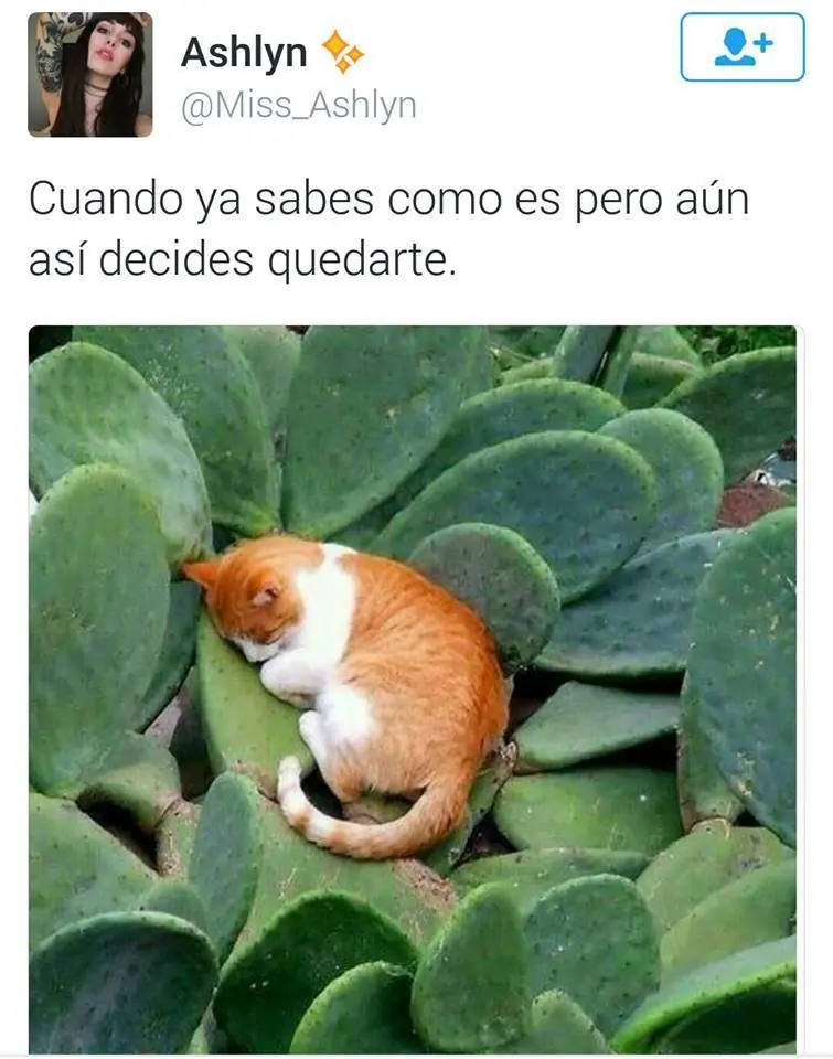 tweets