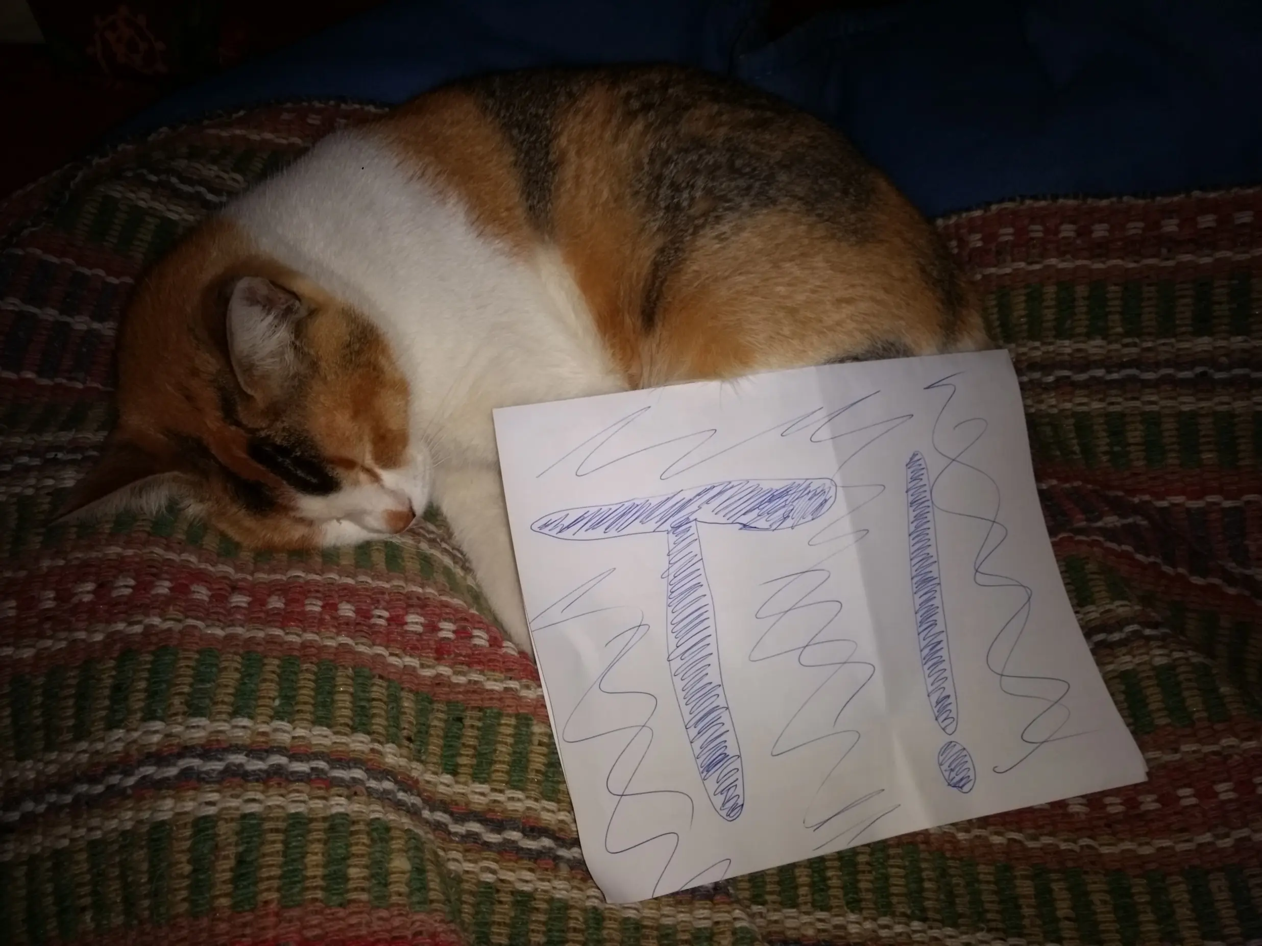 Rescate a una gatita y te lo muestro