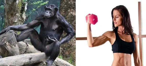 humano vs mono humano vs mono