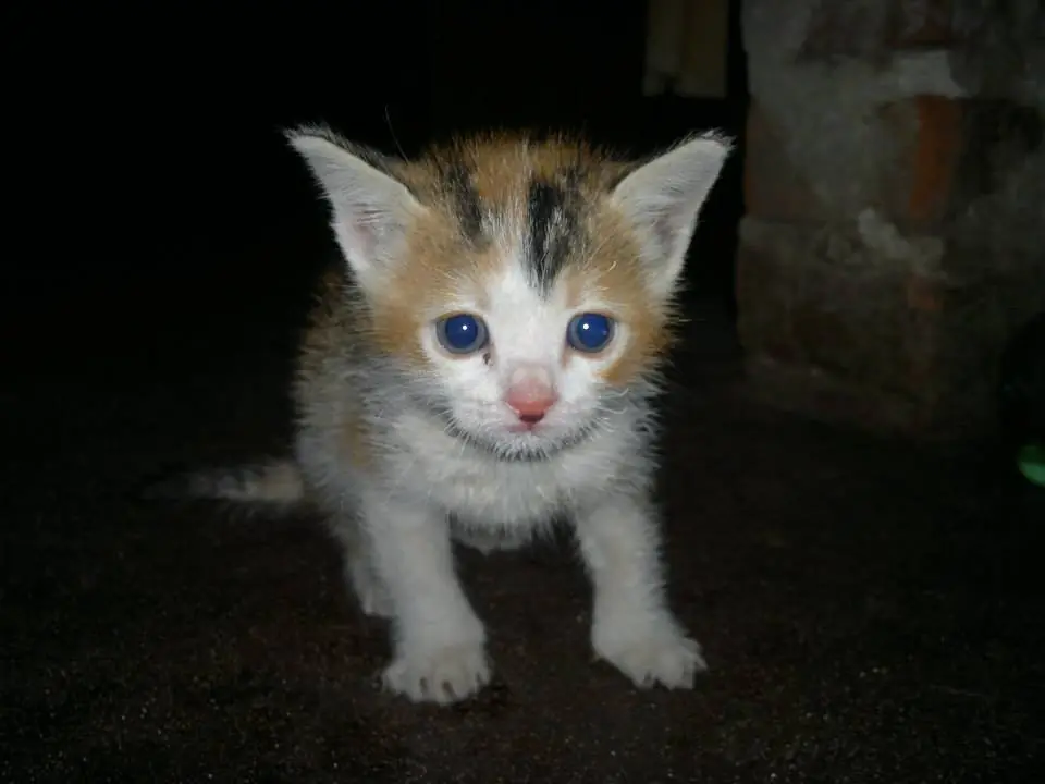 Rescate a una gatita y te lo muestro