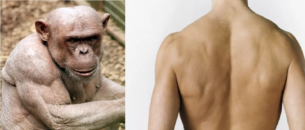 ¿Quien gana peleando?¿Un mono o 4 humanos? ¿Quien gana peleando?¿Un mono o 4 humanos?