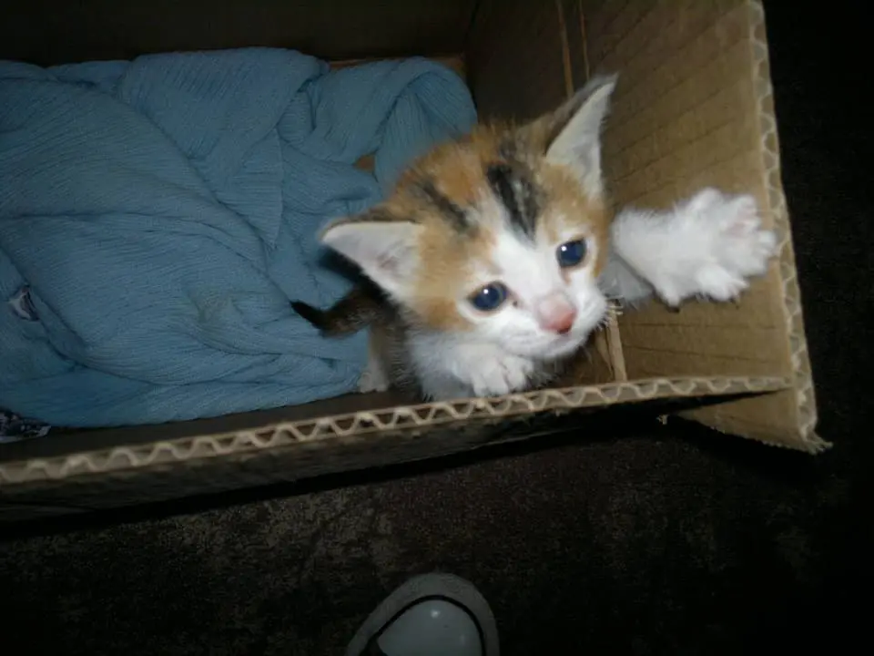 gatita gato gata gatos