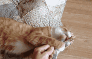 20 veces que los gatos encontraron la hierba gatera (2)