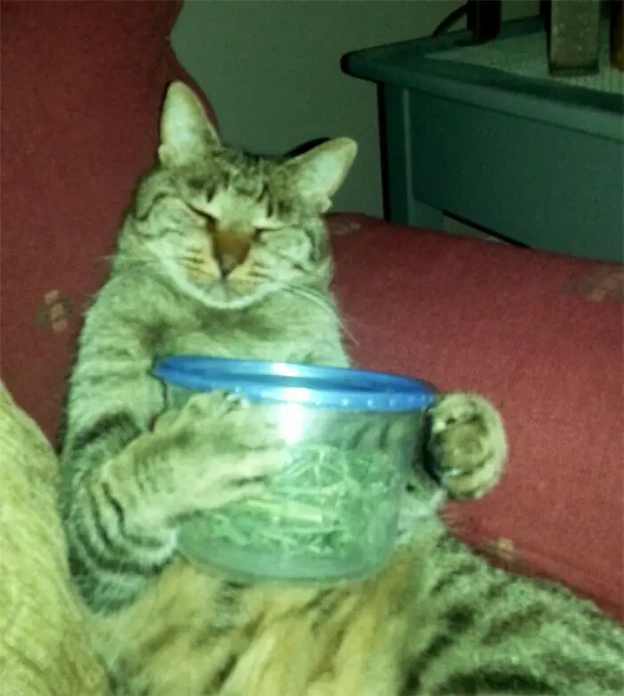 20 veces que los gatos encontraron la hierba gatera (2)