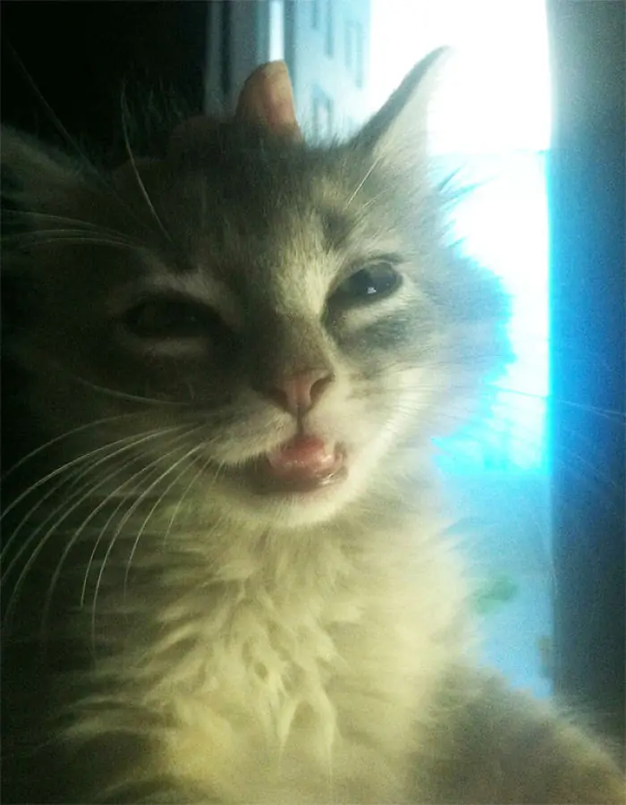 gatos