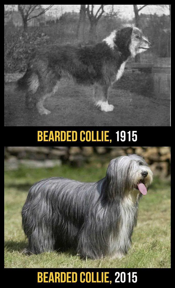 Perros de raza ahora y hace 100 años