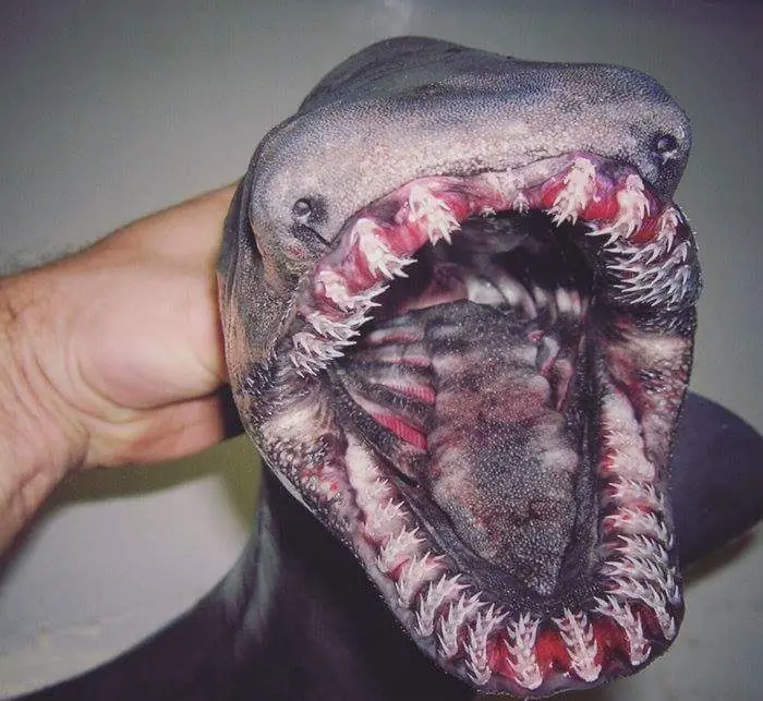 Pescador Ruso sacó mounstruos en sus redes. Pescador Ruso sacó mounstruos en sus redes.