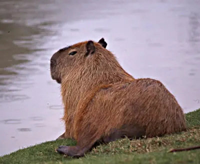 50 Curiosidades de animales