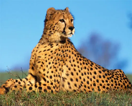Top 10 animales mas rapidos del mundo