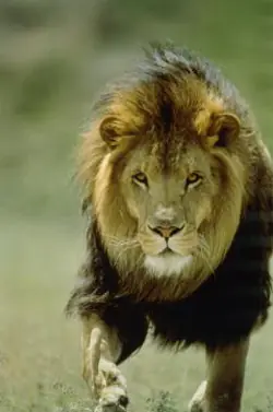 Animales