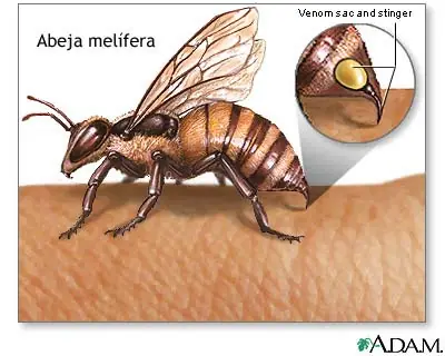 50 Curiosidades de animales