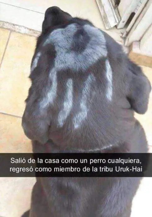 sorprendente