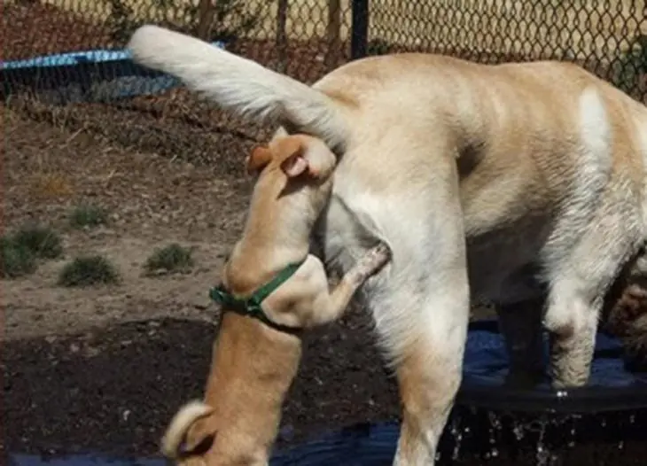 25 Perros que te harán decir wtf!