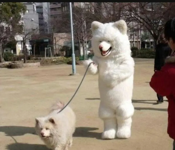 mascotas