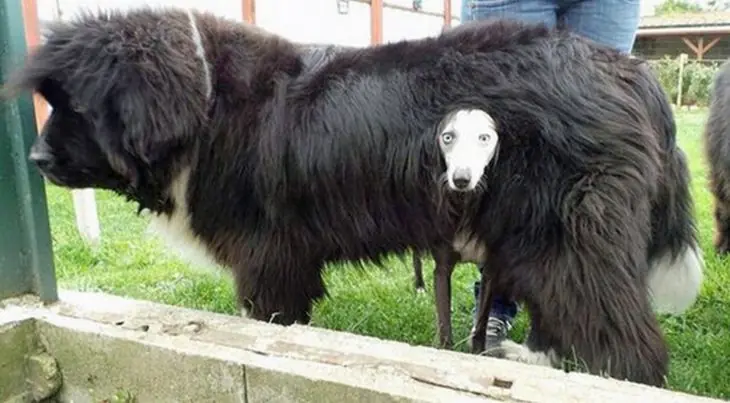 25 Perros que te harán decir wtf!