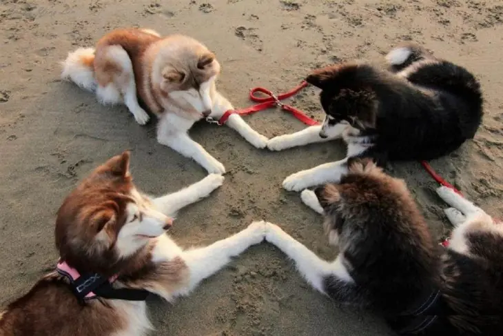 perros