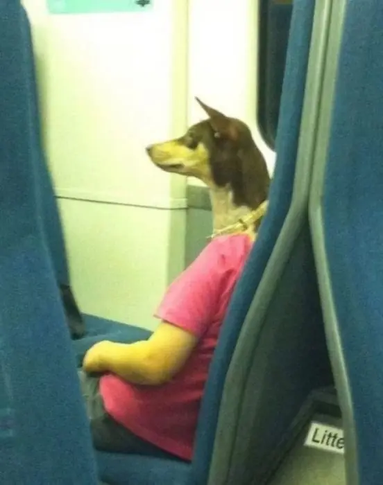 25 Perros que te harán decir wtf!