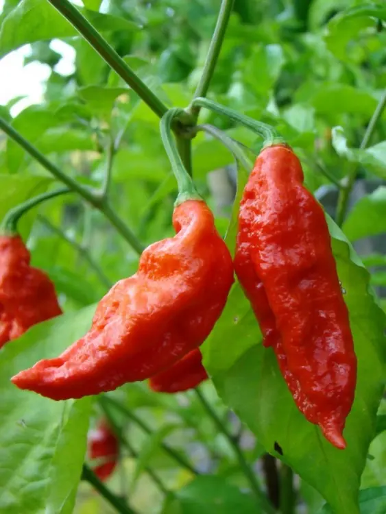 Un joven comió un Chile Fantasma