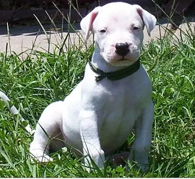 dogo