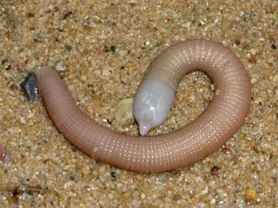 animal