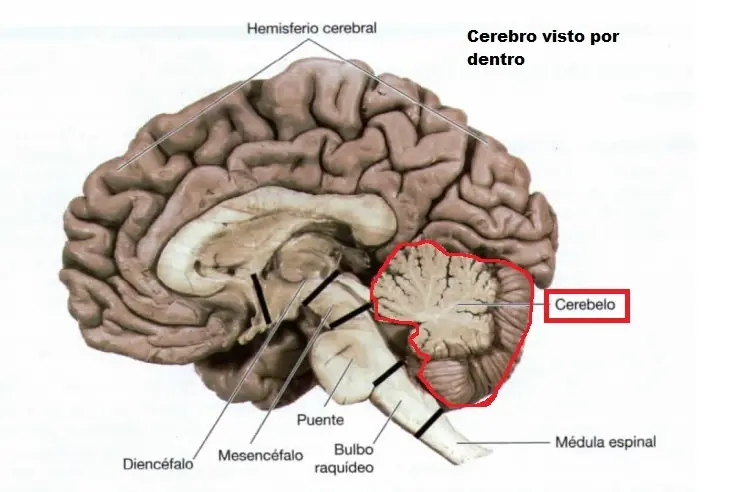 hormona
