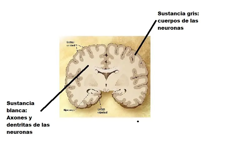 Medula