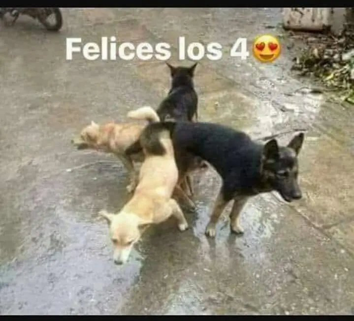 humor grafico