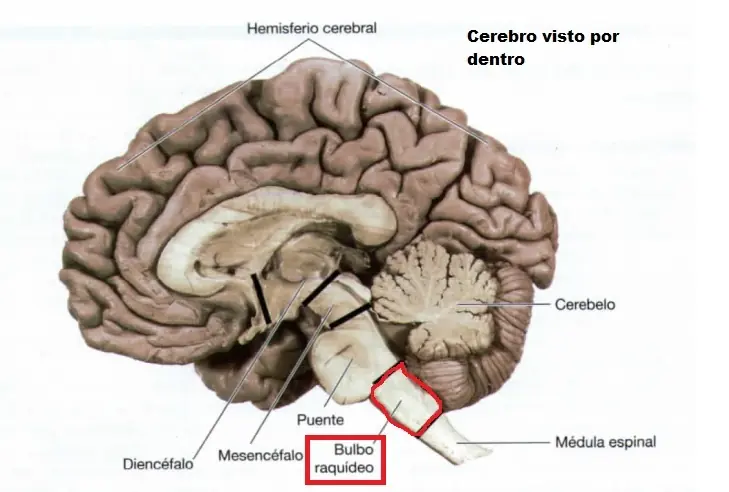 neurona