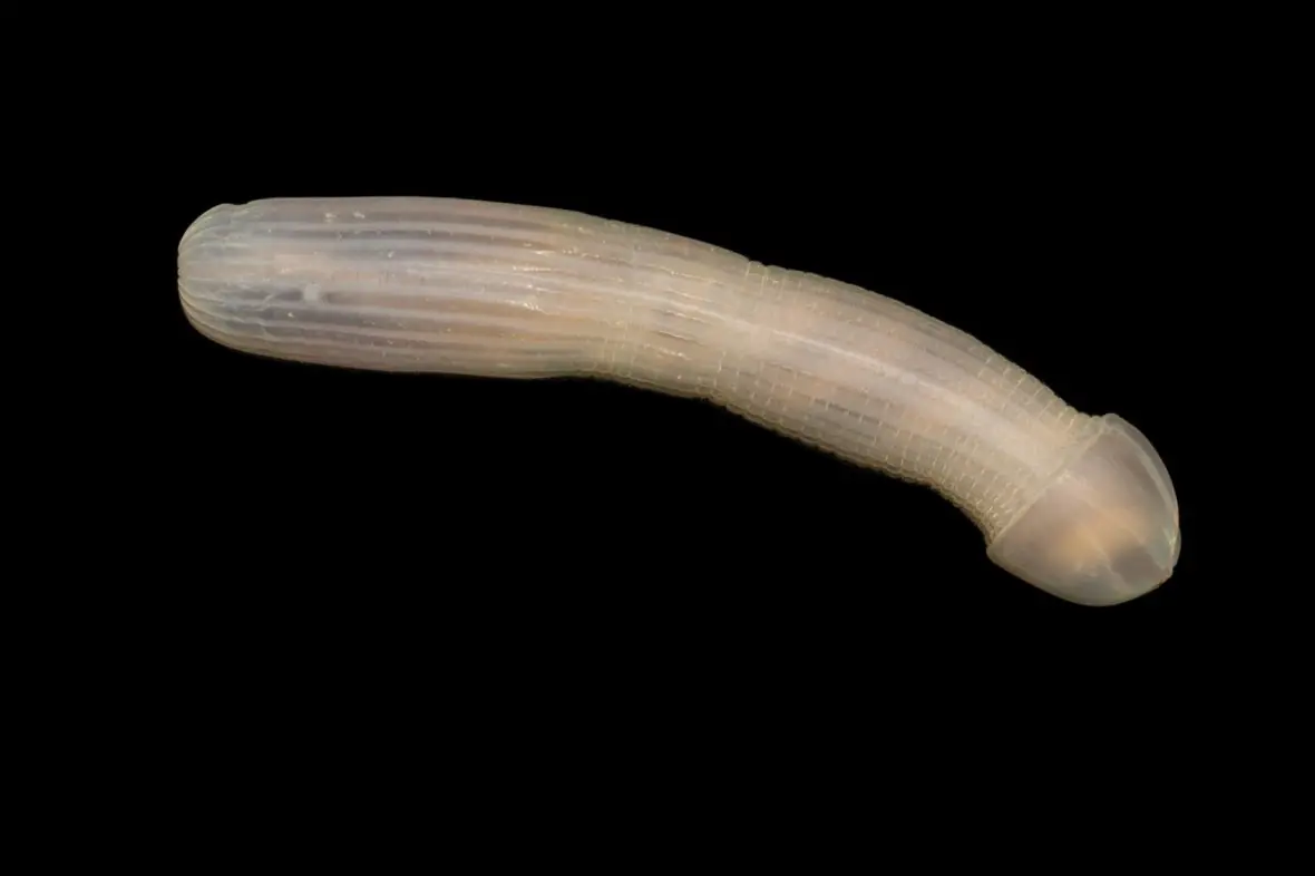 gusano