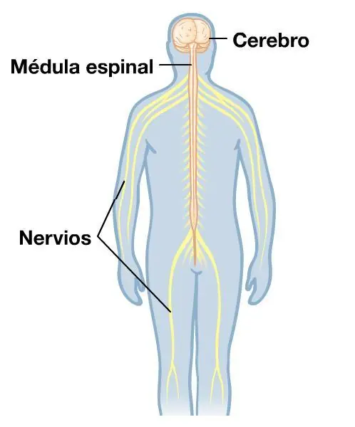 Datos y curiosidades del sistema nervioso parte 1