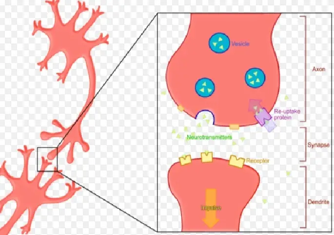 cerebelo