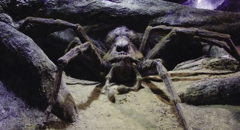 Araña parecida a Aragog, mascota de Hagrid en Harry Potter