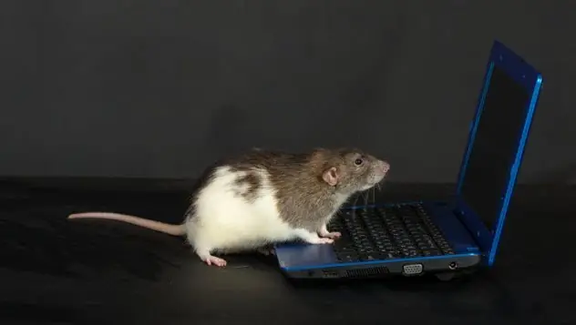 macabro