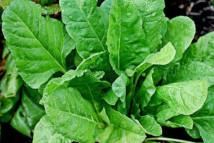 20 alimentos que harán que tu “amiguito” sea más grande
