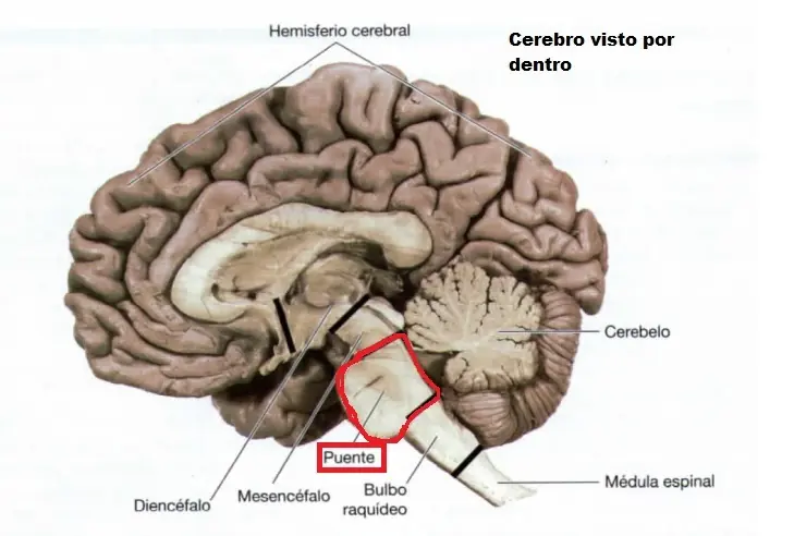 nervio