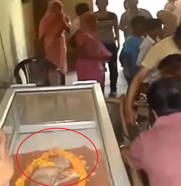 Nació ternero con "cabeza humana" y lo consideran un dios